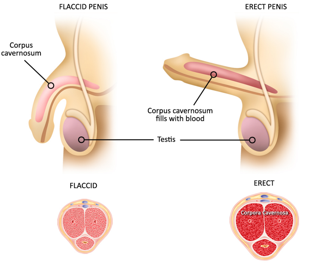 Anatomi Erektion Penis innehåller tre stycken svällkroppar, två på ovansidan och en på undersidan. Svällkropparna är uppbyggda ungefär som en tvättsvamp och fylls med blod när mannen blir sexuellt upphetsad och får erektion.