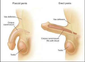 Stor hård svart penis
